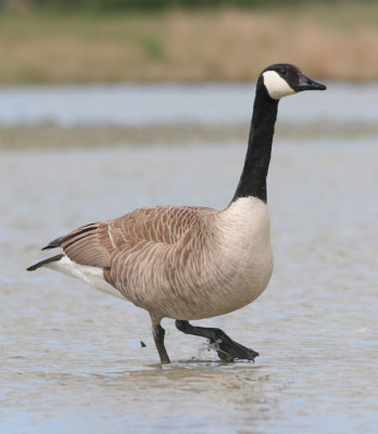 canada goose / canadese gans, Middelburg