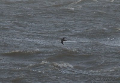 red-throated diver / roodkeelduiker, Westkapelle