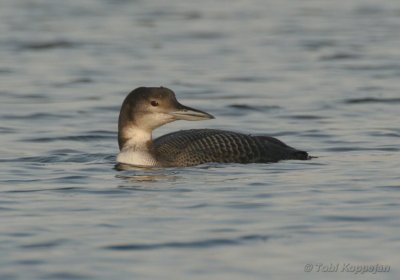 great northern diver / ijsduiker, Westkapelle