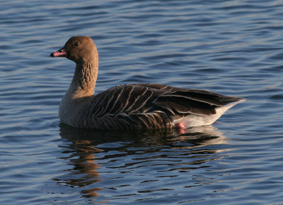 pink-footed goose / kleine rietgans
