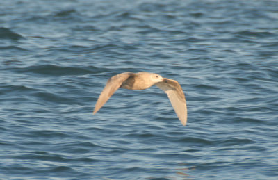 glacous-winged gull
