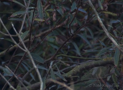 dusky warbler / bruine boszanger, Westkapelle
