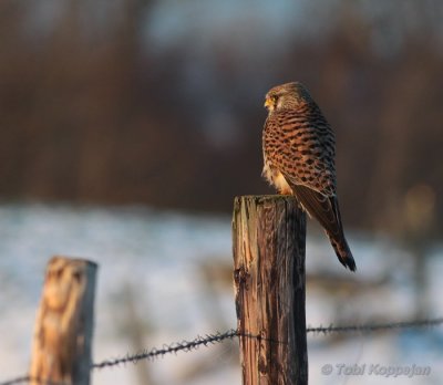 kestrel / torenvalk