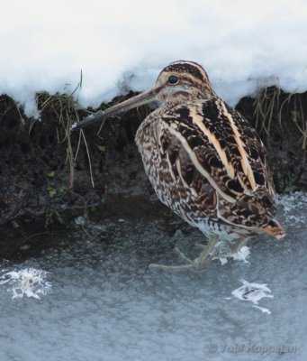 common snipe / watersnip, Burgh-Haamstede