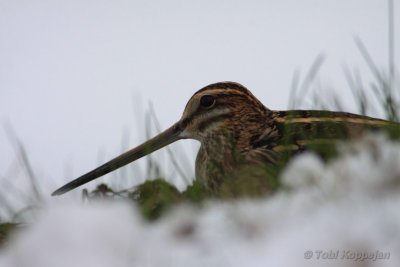 snipe / watersnip