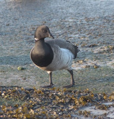 pale-bellied brent  / witbuikrotgans