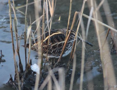 jack snipe / bokje