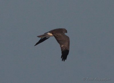 hen harrier / blauwe kiekendief, Koudekerkse Inlaag