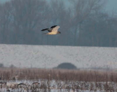 hen harrier / blauwe kiekendief, Koudekerkse Inlaag