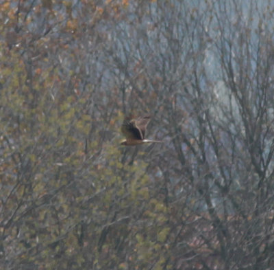 pallid harrier / steppekiekendief, Breskens