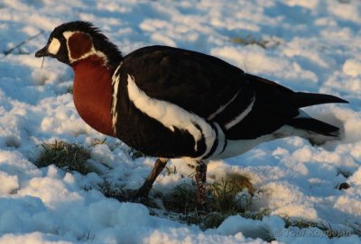 red-breasted goose / roodhalsgans