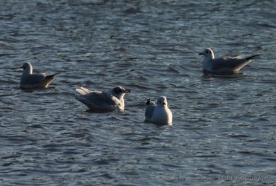 med. gull / zwartkopmeeuw