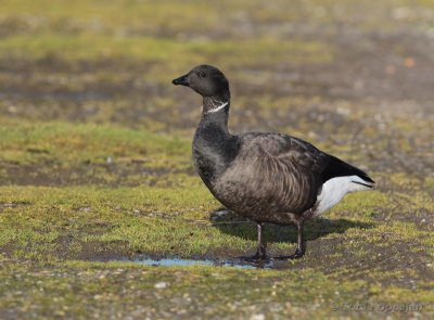 brent goose  / rotgans, Neeltje