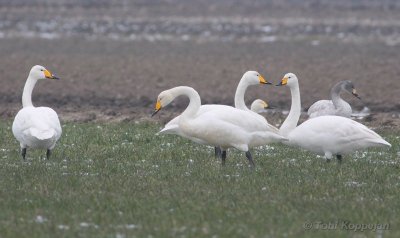 swans