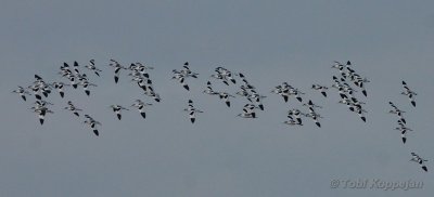 avocet / kluut, Middelplaten