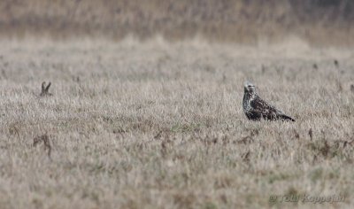 rough-legged buzzard / ruigpootbuizerd