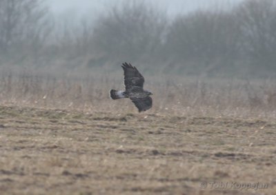 rough-legged buzzard / ruigpootbuizerd