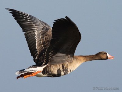 white-fronted goose / kolgans