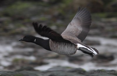 pale-bellied brent / witbuikrotgans, WK