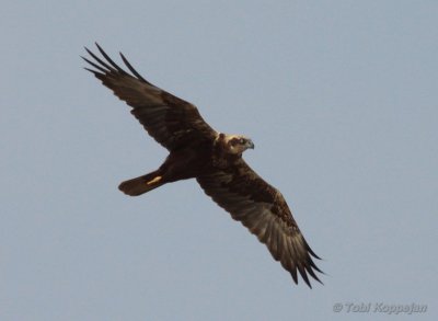 marsh harrier / bruine kiekendief