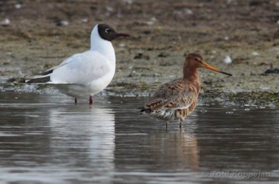 islandic godwit / ijslandse grutto