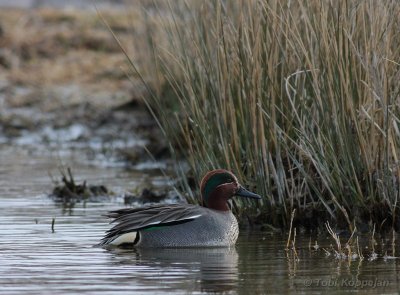 teal / wintertaling