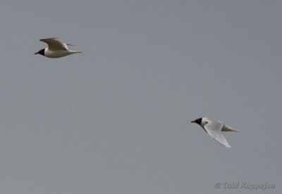 med. gull / zwartkopmeeuw, Breskens