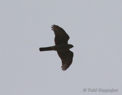 sparrowhawk / sperwer, Breskens