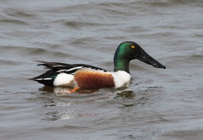 shoveler / slobeend, Blikken, Groede