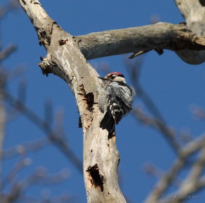 lesser spotted woodpecker / kleine bonte specht, Oostkapelle