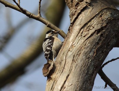 lesser spotted woodpecker / kleine bonte specht, Oostkapelle