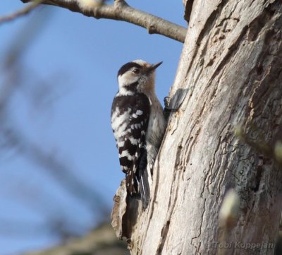 lesser spotted woodpecker / kleine bonte specht, Oostkapelle