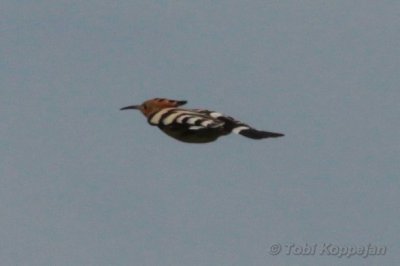 hoopoe / hop, Westkapelle