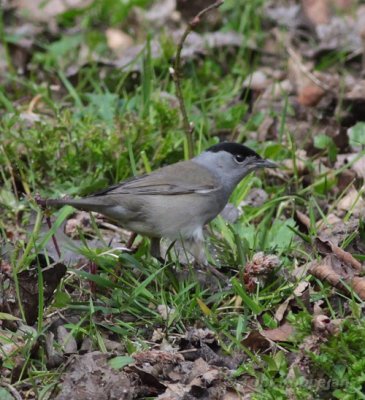 blackcap / zwartkop, Oostkapelle