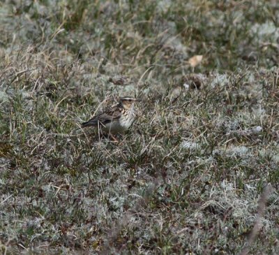 woodlark / boomleeuwerik, Oostkapelle