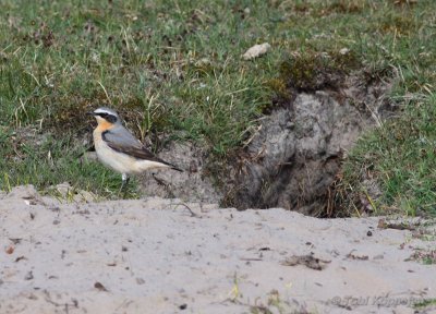 wheatear / tapuit, Oostkapelle