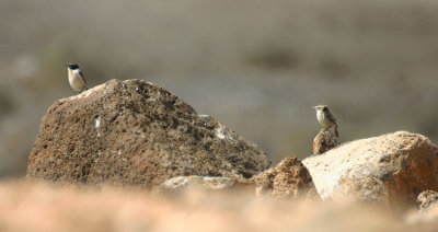 Canarian chats, Fuerteventura