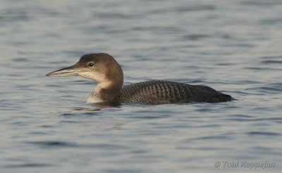 great northern diver / ijsduiker, Westkapelle