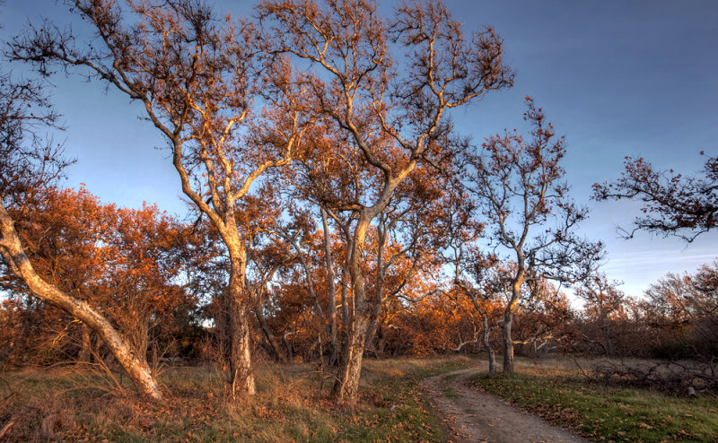 Sycamore Sunset