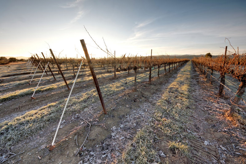 Frost among the Vines