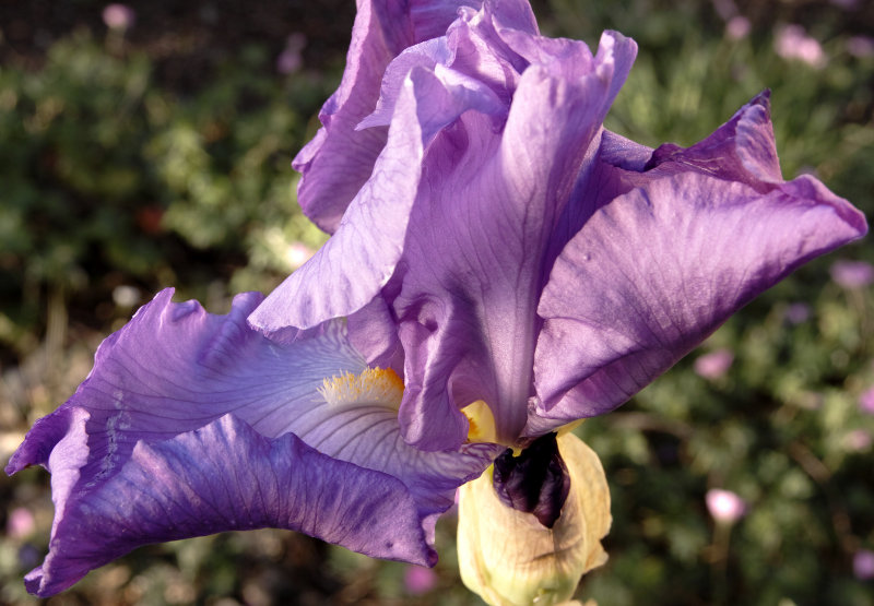 Iris Again