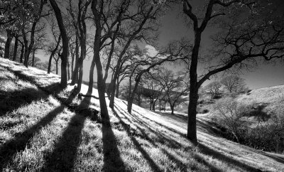 Winter Shadows