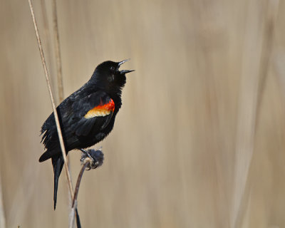 Red Winged Blackbird IMG_6507.jpg