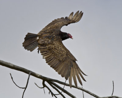 Turkey Vulture. IMG_6733.jpg