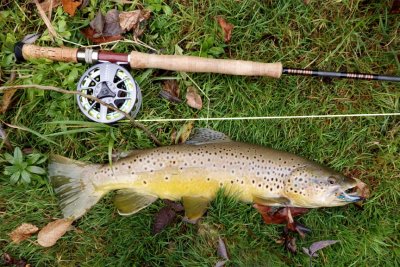 BrownTrout117.jpg