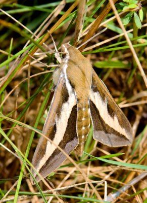 BedstrawHawkMoth2.jpg