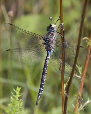 GreenStripedDarner12.jpg