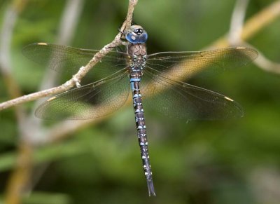 SpatterdockDarner1.jpg