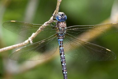 SpatterdockDarner3.jpg