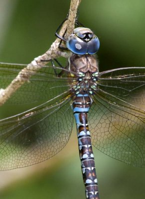 SpatterdockDarner5.jpg
